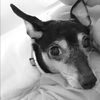 maggie_minpin